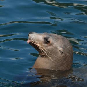 sea-lion - Dolphin Encounters